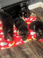 German Shepherd Puppies for sale in Austin, Texas. price: $250