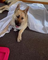 German Shepherd Puppies for sale in Bidwill, New South Wales. price: NA