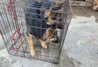 German Shepherd Puppies for sale in Broadway, North Carolina. price: $300