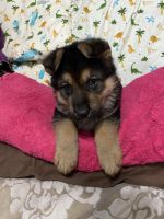 German Shepherd Puppies for sale in Cocoa, FL, USA. price: $2,000