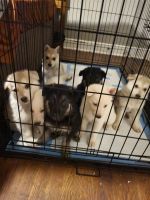 German Shepherd Puppies for sale in Memphis, Tennessee. price: $750