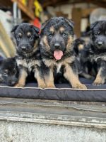 German Shepherd Puppies for sale in Miami, Florida. price: $700