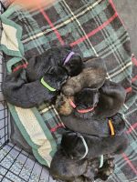 German Shepherd Puppies for sale in Rexburg, Idaho. price: $1,250