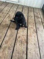 German Shepherd Puppies for sale in Hickory, North Carolina. price: $800