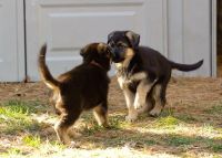 German Shepherd Puppies for sale in Adelphi, OH, USA. price: $200