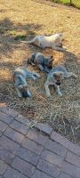 German Shepherd Puppies for sale in Pelzer, SC, USA. price: $700