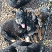 German Shepherd Puppies for sale in Dunlap, TN 37327, USA. price: $500