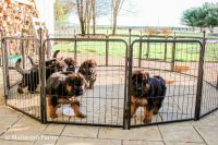 German Shepherd Puppies for sale in Columbus, Ohio. price: NA