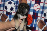 German Shepherd Puppies for sale in Omaha, Nebraska. price: NA