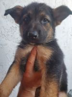 German Shepherd Puppies for sale in San Antonio, Texas. price: $250