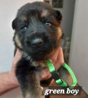 German Shepherd Puppies for sale in Dallas, Texas. price: $500