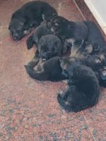 German Shepherd Puppies for sale in Hyderabad, Telangana, India. price: 10,000 INR