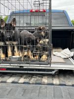 German Shepherd Puppies for sale in de Bary, Florida. price: $1,200