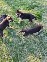 German Shepherd Puppies for sale in Toppenish, WA 98948, USA. price: $700