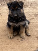 German Shepherd Puppies for sale in Conover, NC 28613, USA. price: $700