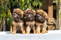 German Shepherd Puppies for sale in Riverside, California. price: $650