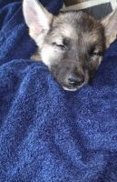 German Shepherd Puppies for sale in Alameda, California. price: $600