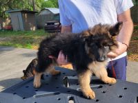 German Shepherd Puppies for sale in Davenport, Florida. price: $1,500