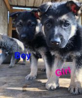 German Shepherd Puppies for sale in McCreary County, KY, USA. price: $100