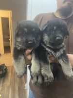 German Shepherd Puppies for sale in San Diego, California. price: $500
