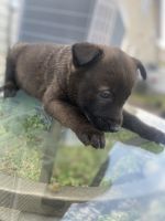 German Shepherd Puppies for sale in Riverdale, Georgia. price: $450