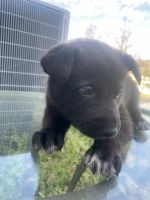 German Shepherd Puppies for sale in Riverdale, Georgia. price: $200