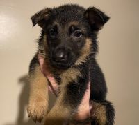 German Shepherd Puppies for sale in New Castle, Pennsylvania. price: $1,200