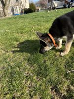 German Shepherd Puppies for sale in Indianapolis, Indiana. price: $350