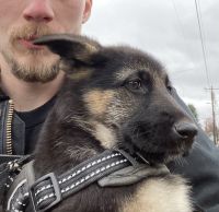 German Shepherd Puppies for sale in Spokane, Washington. price: $300