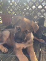 German Shepherd Puppies for sale in Niceville, Florida. price: $300
