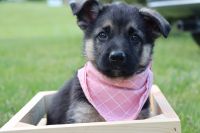 German Shepherd Puppies for sale in Dawson Springs, KY 42408, USA. price: $250