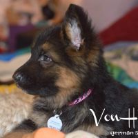 German Shepherd Puppies for sale in Coupeville, WA 98239, USA. price: NA