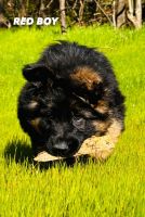 German Shepherd Puppies for sale in Gadsden, Alabama. price: $2,500