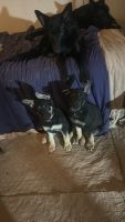 German Shepherd Puppies for sale in Centralia, Illinois. price: $1,500