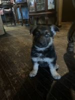 German Shepherd Puppies for sale in Wichita, Kansas. price: NA