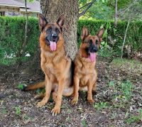German Shepherd Puppies for sale in Dallas, TX, USA. price: NA