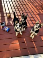 German Shepherd Puppies for sale in West St. Paul, Minnesota. price: $300