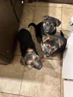 German Shepherd Puppies for sale in Wichita, Kansas. price: $500