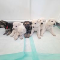 German Shepherd Puppies for sale in Spartanburg, South Carolina. price: $600