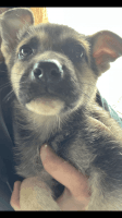 German Shepherd Puppies for sale in Fresno, California. price: $250