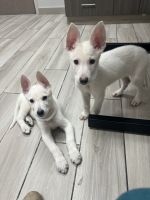 German Shepherd Puppies for sale in Newfane, New York. price: $900