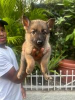 German Shepherd Puppies for sale in Naples, Florida. price: $1,000