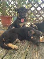 German Shepherd Puppies for sale in Niceville, Florida. price: $300