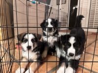 German Shepherd Puppies for sale in Scottsdale, Arizona. price: $10,000