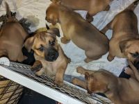 German Shepherd Puppies for sale in Hamilton, Ohio. price: $150