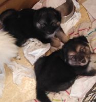 German Shepherd Puppies for sale in Twinsburg, OH 44087, USA. price: $250