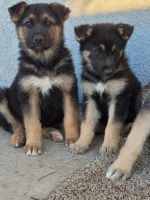 German Shepherd Puppies for sale in Los Angeles, California. price: $350