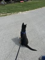 14 week old male GSD