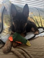 14 week old male GSD