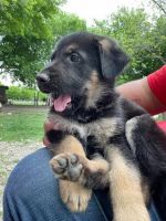 German Shepherd Puppies for sale in Red Oak, Texas. price: $500